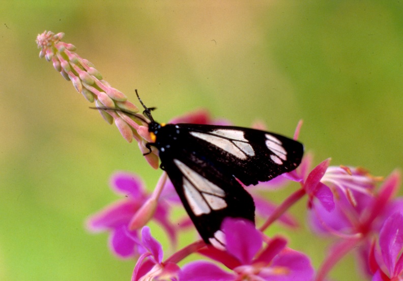 1986-summer Butterfly on flower - Bruce